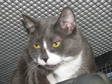 Adopt Teener a Domestic Short Hair - gray and white