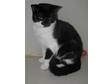 Adopt Freckles a Domestic Short Hair-black and white
