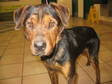 Adopt Mackenzie - 2222 a Rottweiler