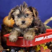 CKC Yorkshire Terriers puppies for sale