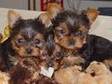 CKC most adorable Teacup Yorkie Puppies