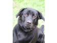 Adopt 1719- Davey a Black Labrador Retriever