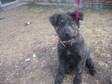 Adopt Cherie -2073 a Mastiff
