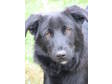 Adopt 1633- PippiFOSTER a Labrador Retriever, Border Collie