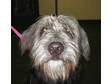 Adopt 2172- Bentley a Bearded Collie, Irish Wolfhound