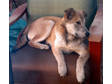 Adopt Sam - COURTESY a Norwegian Elkhound, Shepherd
