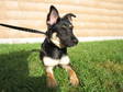 Adopt Charlotte- 1636 a German Shepherd Dog