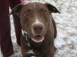 Adopt Buddy - 2187 a Labrador Retriever, Boxer