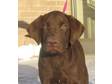 Adopt Hunter - a Chocolate Labrador Retriever
