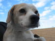 Adopt 2204- Jerry a Beagle, Pug