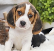 Beautiful Beagle Puppies 