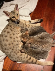 Exotics kittens Ocelots, Caracals and F1 - F3 savannah and Savannah