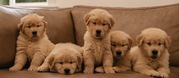 Gorgeous Purebred Golden Retriever Puppies Ready